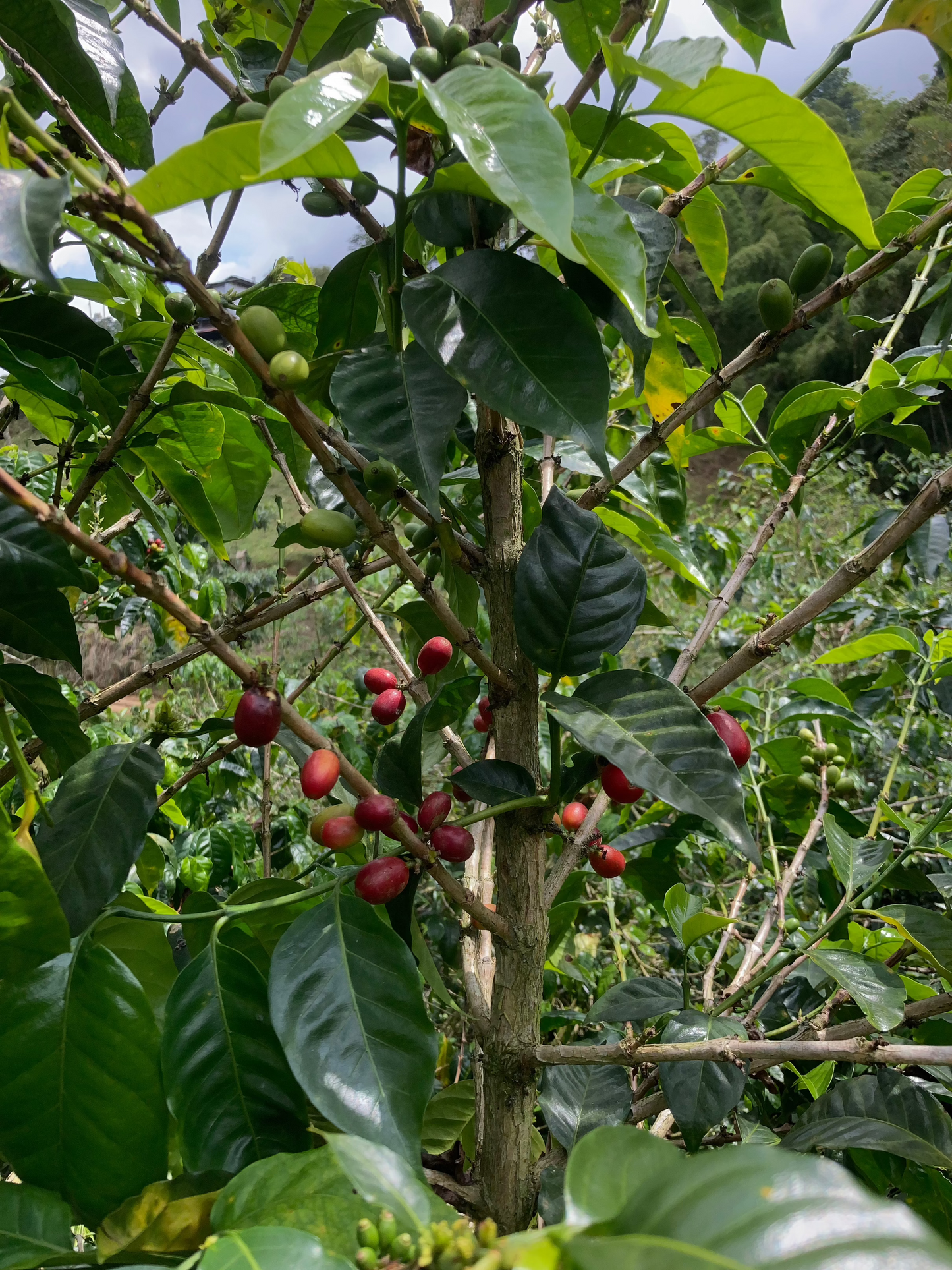 Colombia Puma Wet Exothermic Cherry