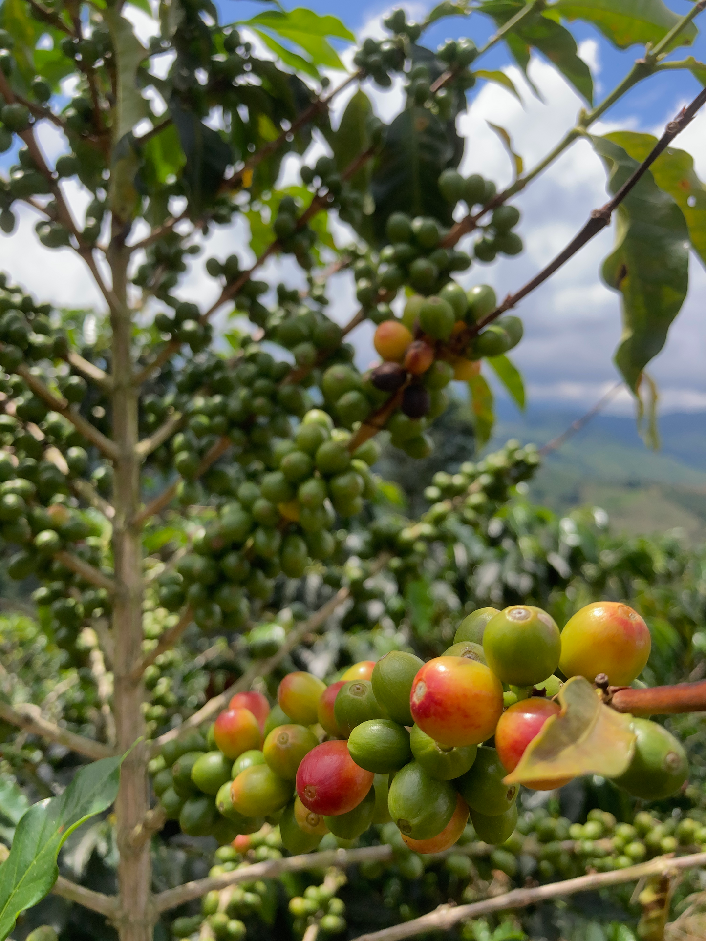 Colombia Mango Bourbon