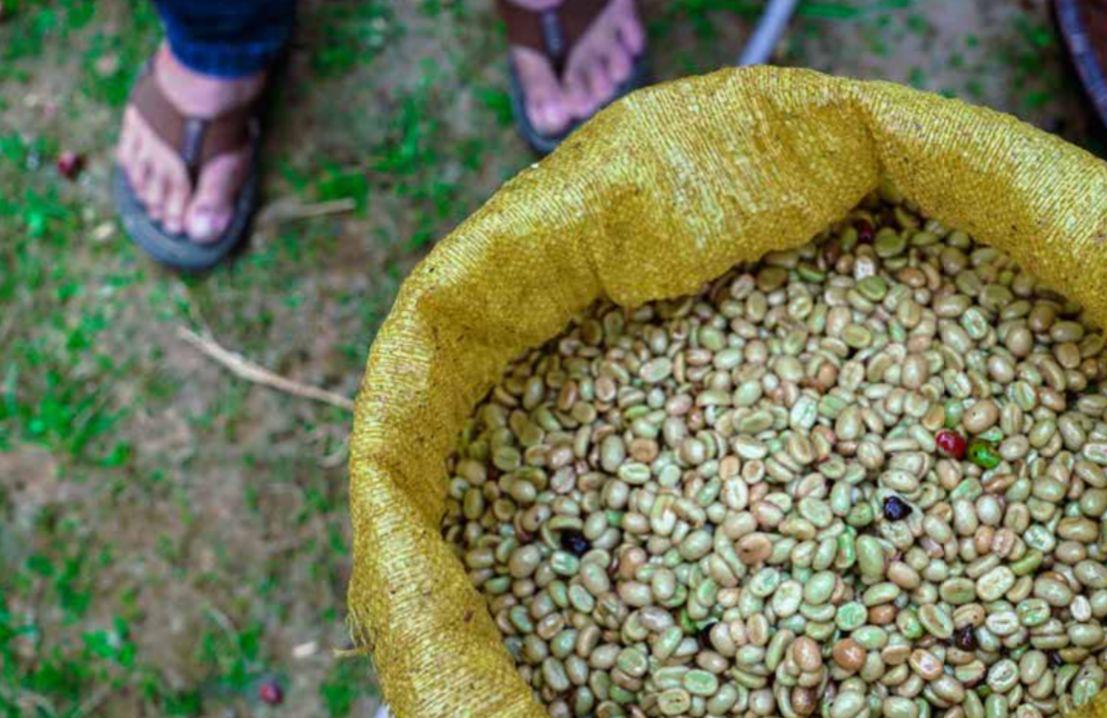 Drip Bag Indonesia Toraja Pulu Pulu