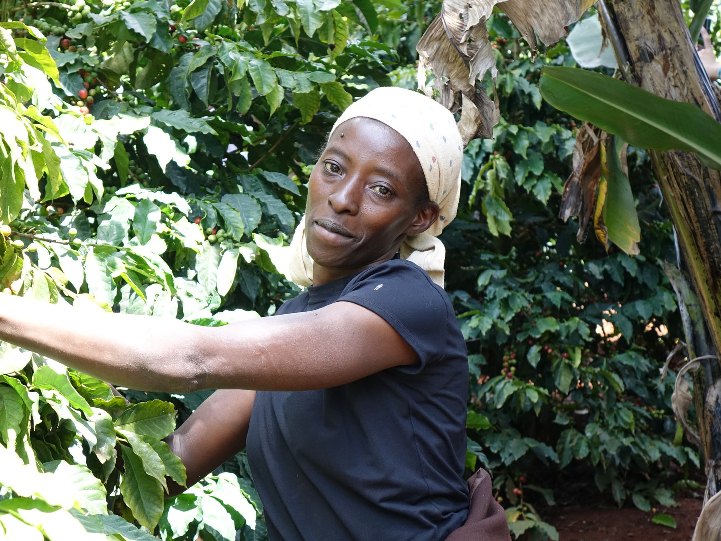 Kenya Ichamama Natural