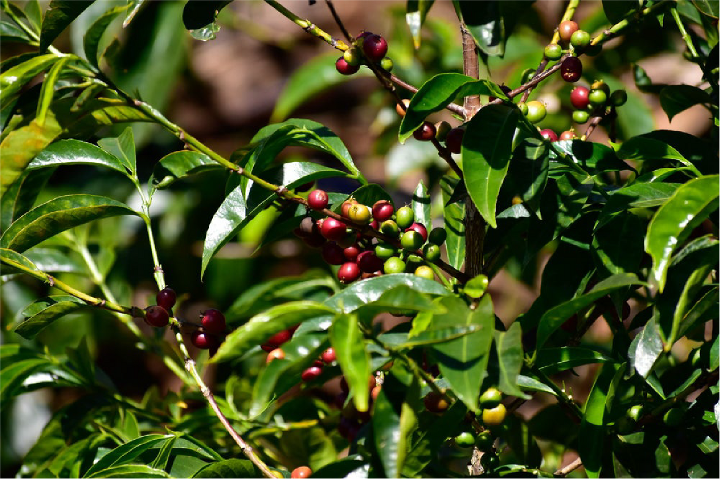 Ethiopia Yirgacheffe Idedo G1
