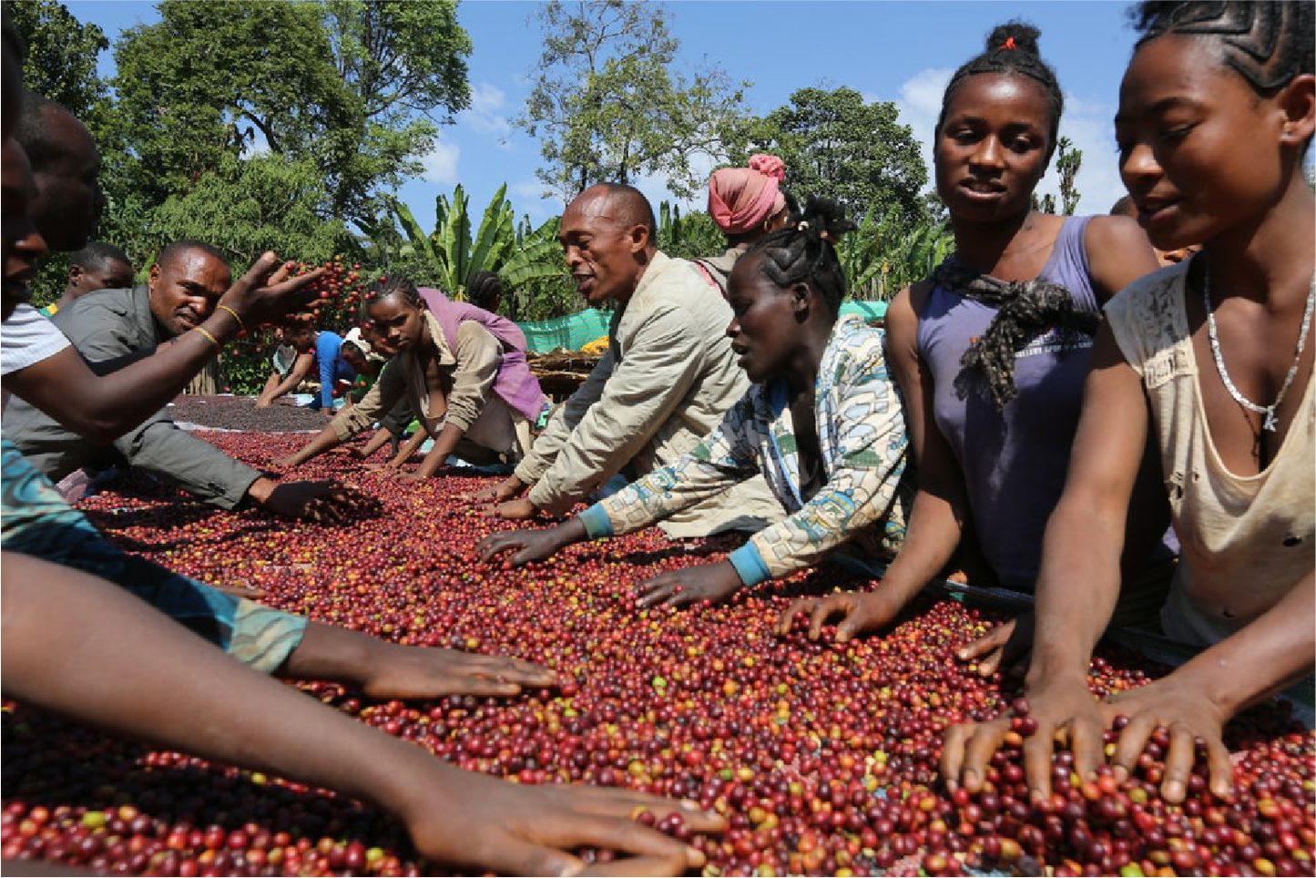 Ethiopia Yirgacheffe Idedo G1