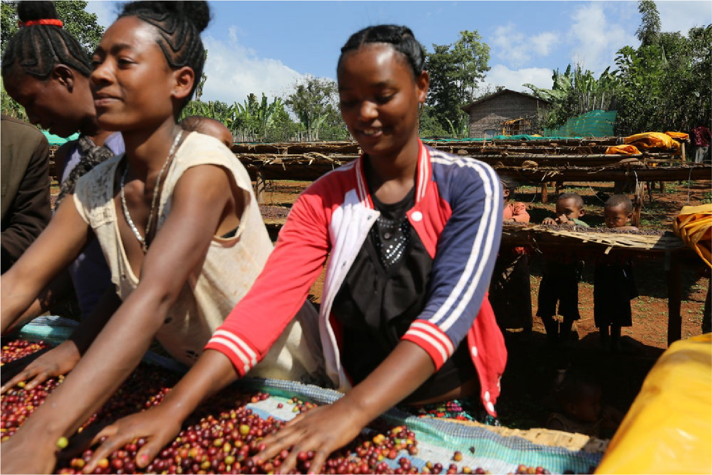 Ethiopia Yirgacheffe Idedo G1