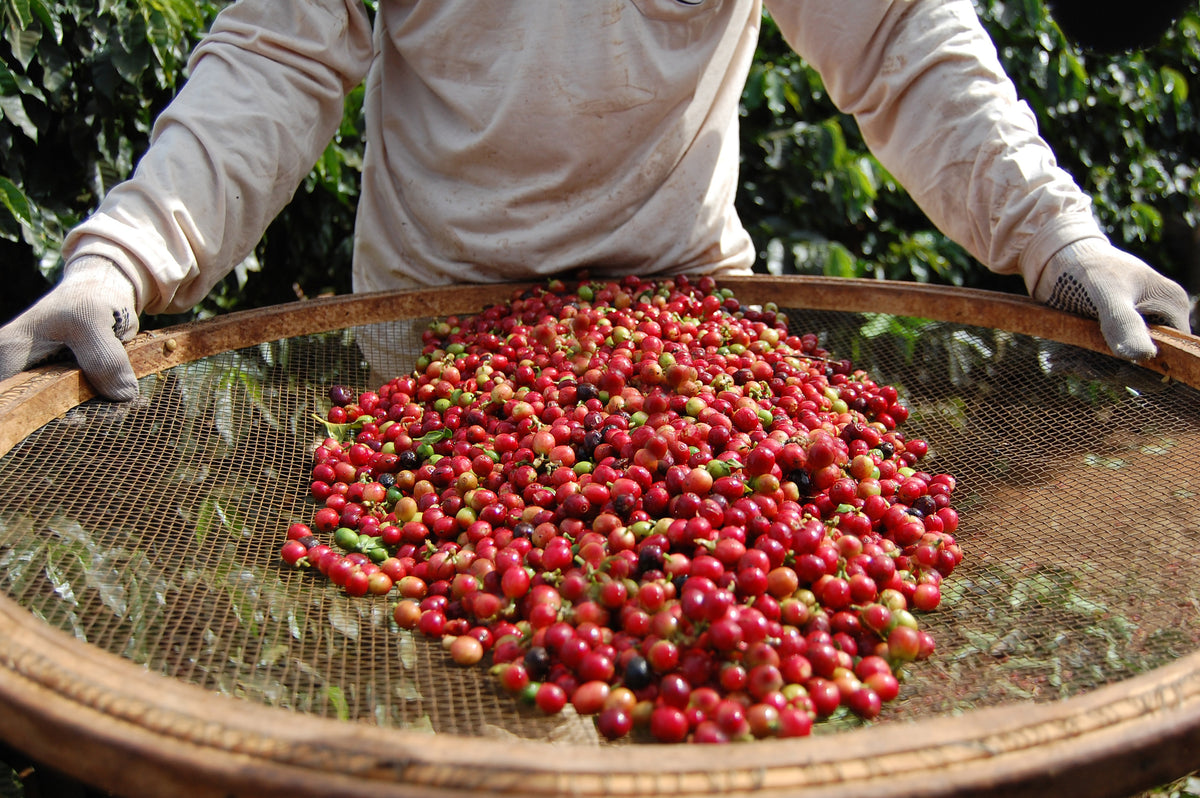 Single Origin Espresso - Brazil Brilhante Winter