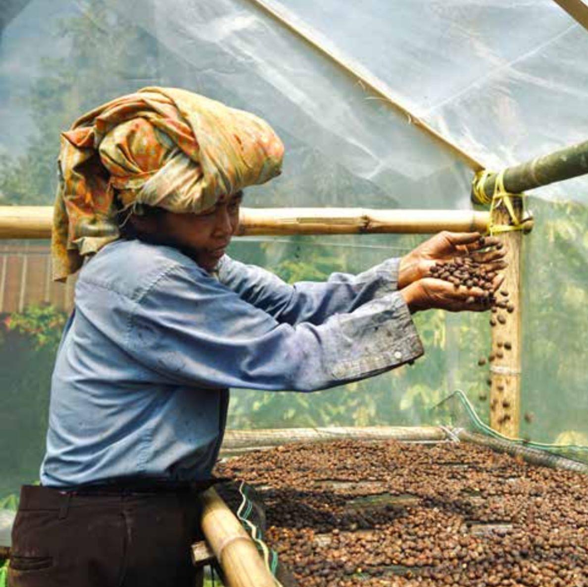 Drip Box Indonesia Toraja Pulu Pulu