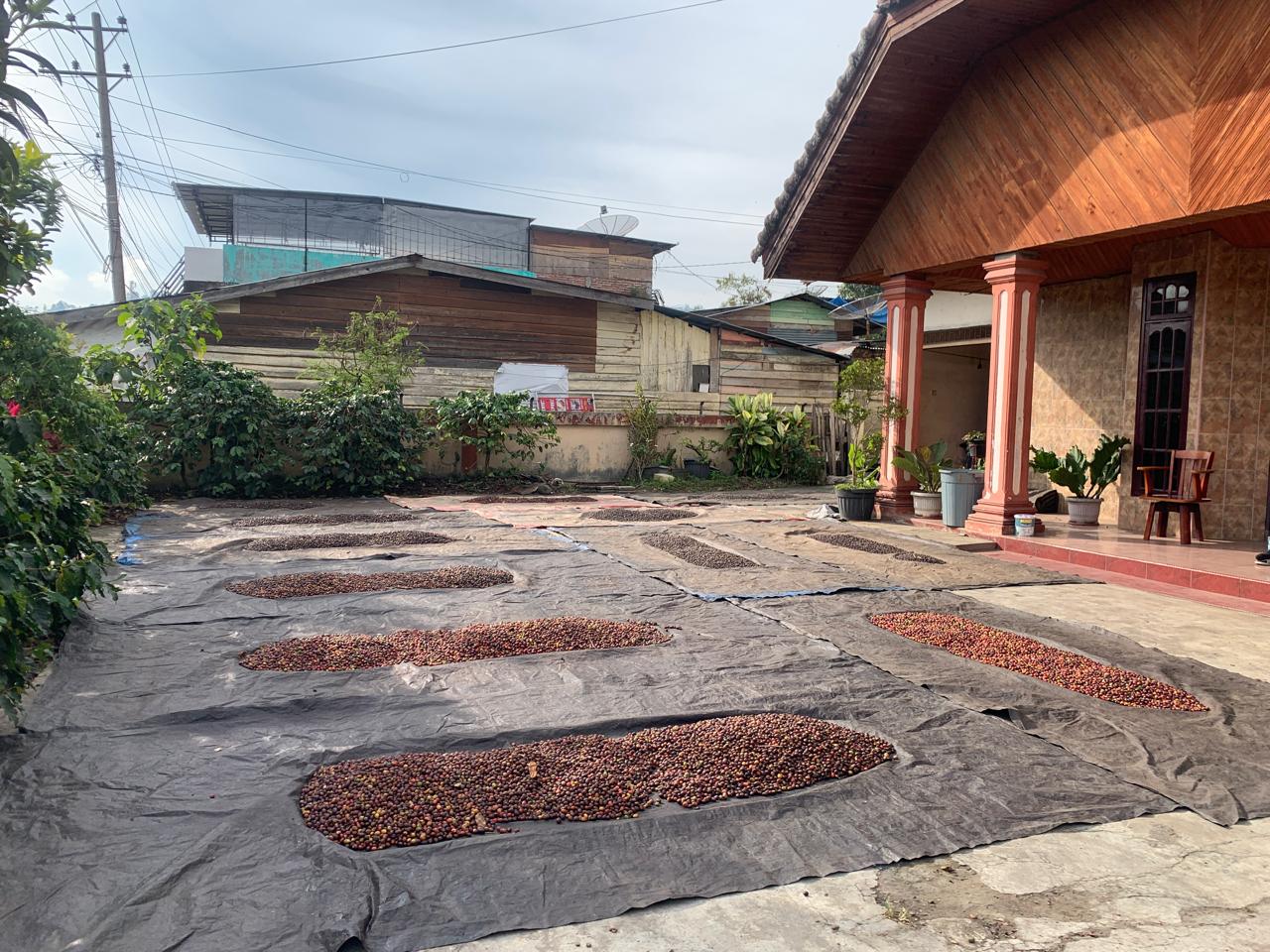 Indonesia Semendo Finca Ali HSN 126hrs