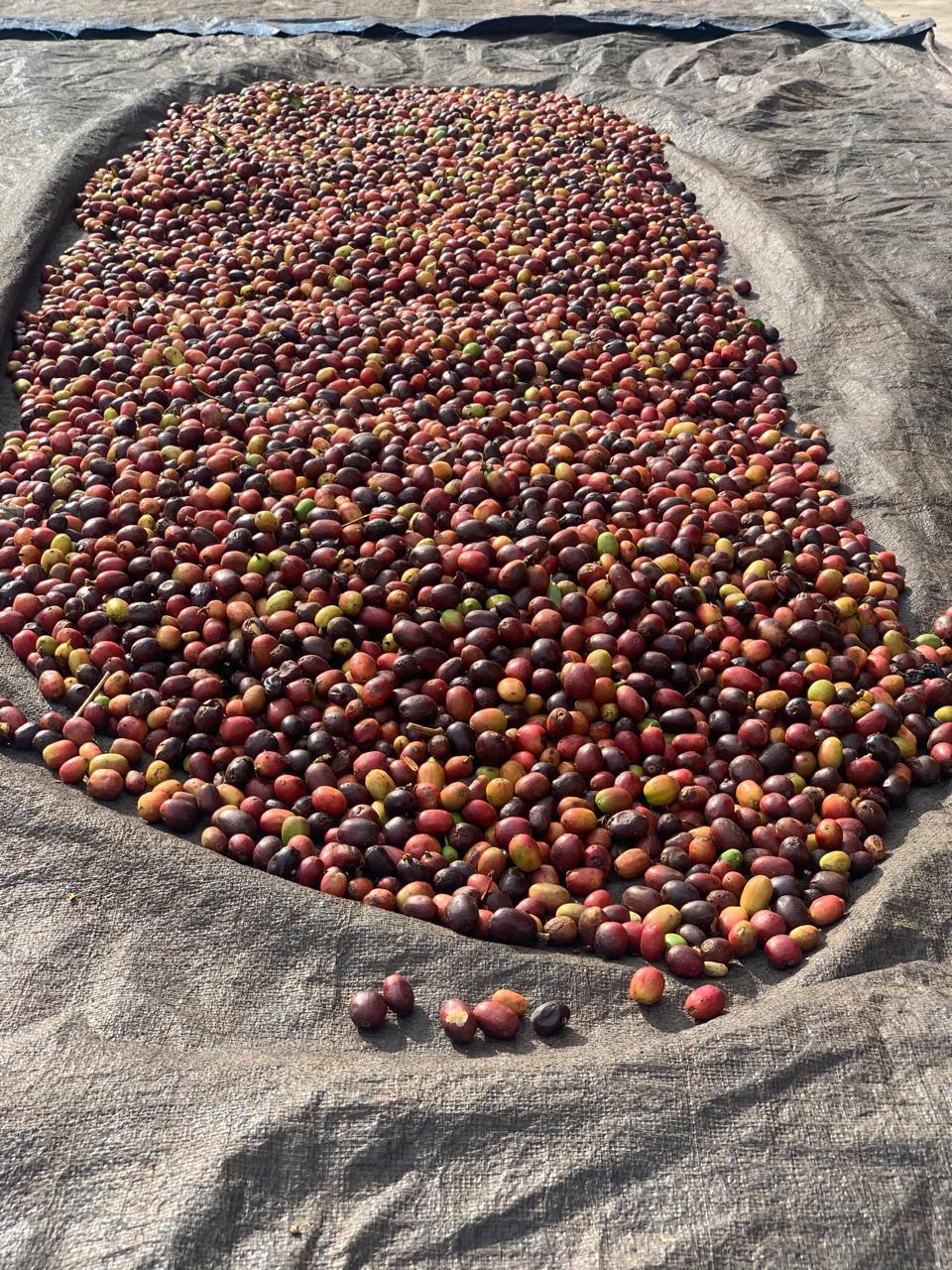 Indonesia Semendo Finca Ali HSN 126hrs