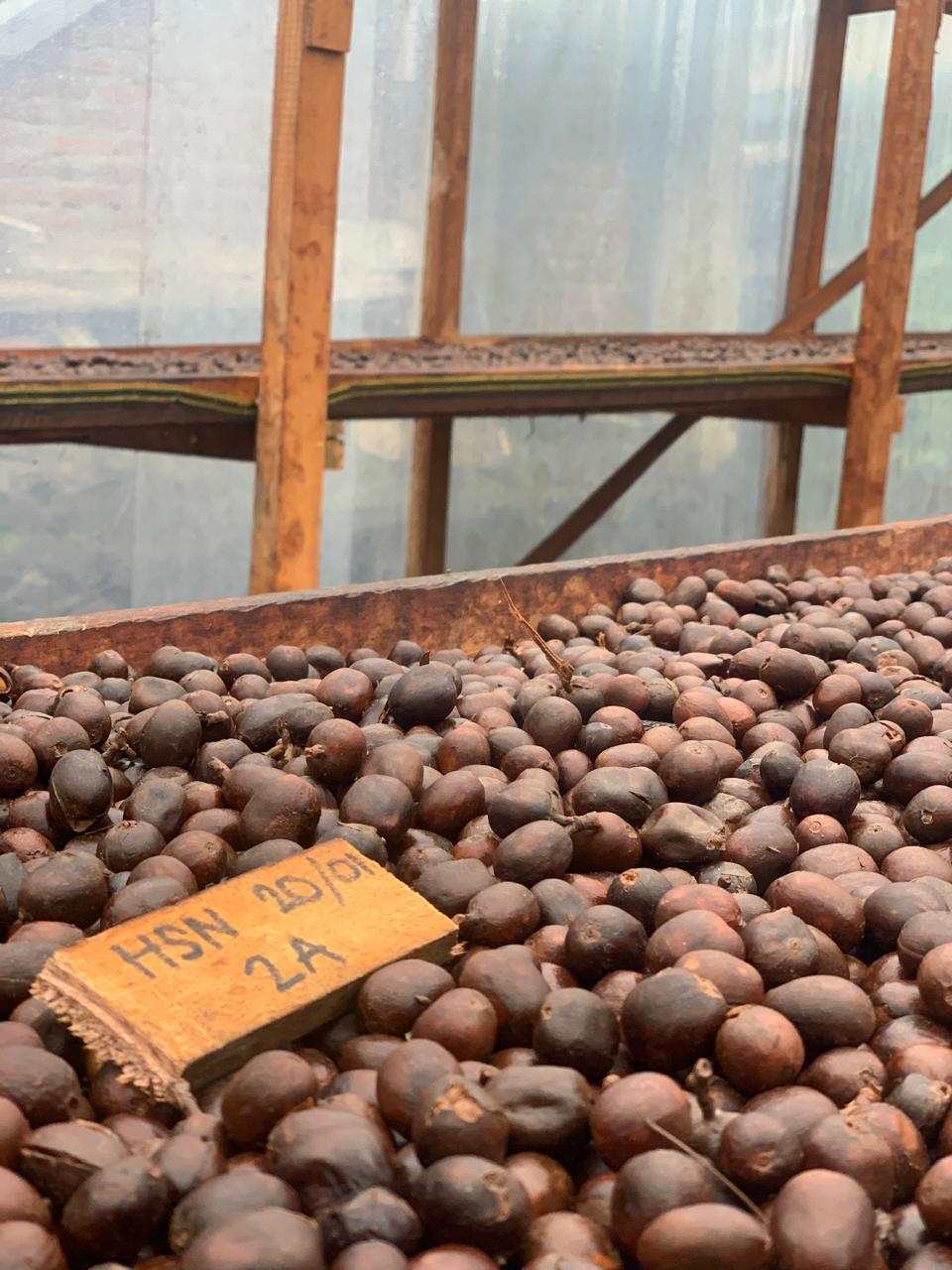 Ali Hsn Rang Indonesia Semendo Finca Ali HSN 126hrs – Sister Gesha