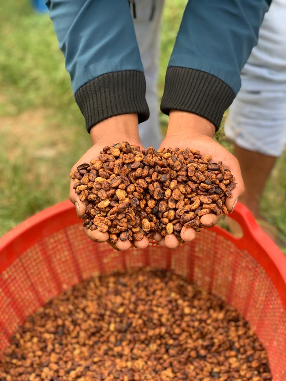 Ali Hsn Rang Indonesia Semendo Finca Ali HSN 126hrs – Sister Gesha