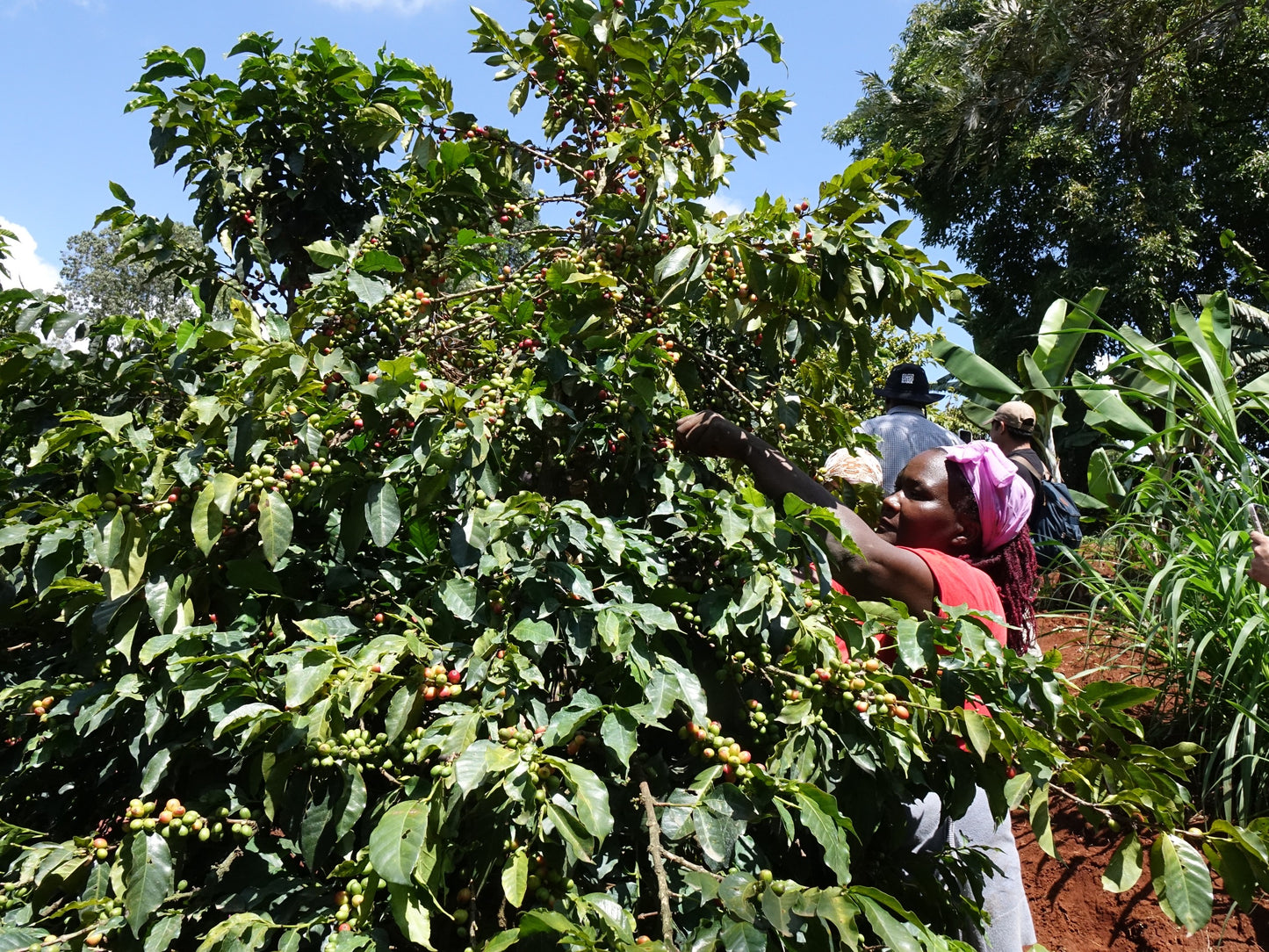 Kenya Ichamama Natural