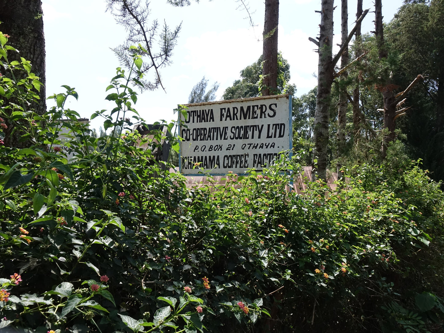 Kenya Ichamama Natural